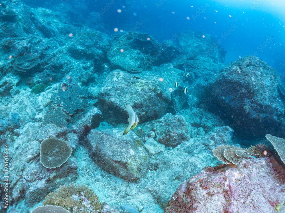Fototapeta premium 大きく美しいツバメウオ（ツバメウオ属）他の群れ。 英名学名：Longfin Batfish, Platax teira サンゴ礁に群れる、美しいツノダシやチョウチョウウオ類の群れ。 東京都伊豆諸島式根島-2024 