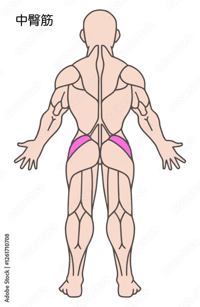 中臀筋、人体の筋肉図 中臀筋、人体の筋肉図