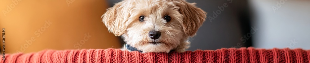 Charming Furry Friend on Cozy Knit Red Blanket Soft Daylight Pet Portrait for Heartwarming Adoption Campaigns and Modern Animal Rescue Marketing Charming Furry Friend on Cozy Knit Red Blanket Soft Daylight Pet Portrait for Heartwarming Adoption Campaigns and Modern Animal Rescue Marketing