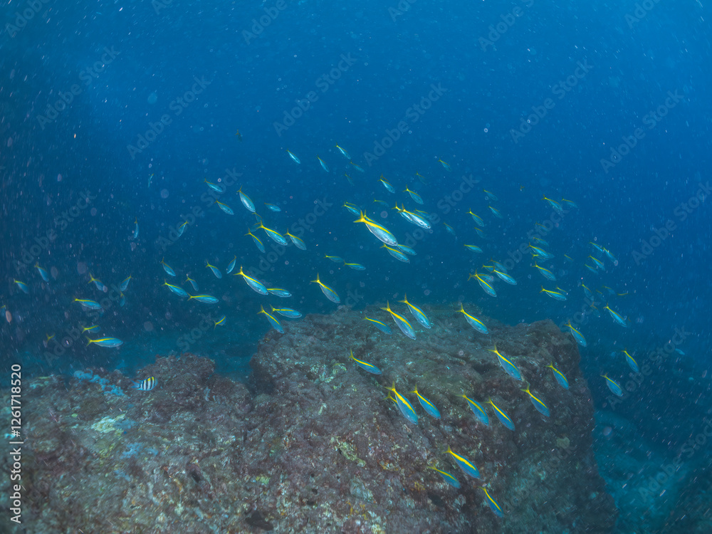 Obraz premium 美しいタカベ（タカベ科）の群れ他。 英名学名：Yellowstriped Butterfish, Labracoglossa argentiventris 東京都伊豆諸島式根島-2024 