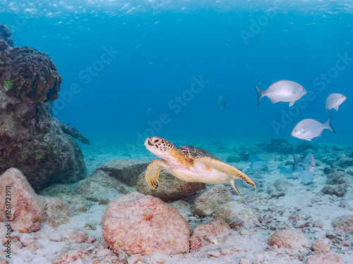 ゆったり泳ぐ美しく大きなアオウミガメ（ウミガメ科）。
英名学名：green sea turtle (Chelonia mydas)
美しいイスズミ（イスズミ科）の群れ他。
英名学名：Brassy Chub, Kyphosus vaigiensis
東京都伊豆諸島式根島-2024
 photo