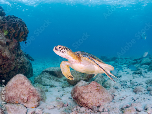 ゆったり泳ぐ美しく大きなアオウミガメ（ウミガメ科）。
英名学名：green sea turtle (Chelonia mydas)
美しいイスズミ（イスズミ科）の群れ他。
英名学名：Brassy Chub, Kyphosus vaigiensis
東京都伊豆諸島式根島-2024
 photo