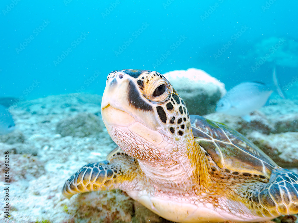 Obraz premium ゆったり泳ぐ美しく大きなアオウミガメ（ウミガメ科）。 英名学名：green sea turtle (Chelonia mydas) 美しいイスズミ（イスズミ科）の群れ他。 英名学名：Brassy Chub, Kyphosus vaigiensis 東京都伊豆諸島式根島-2024 