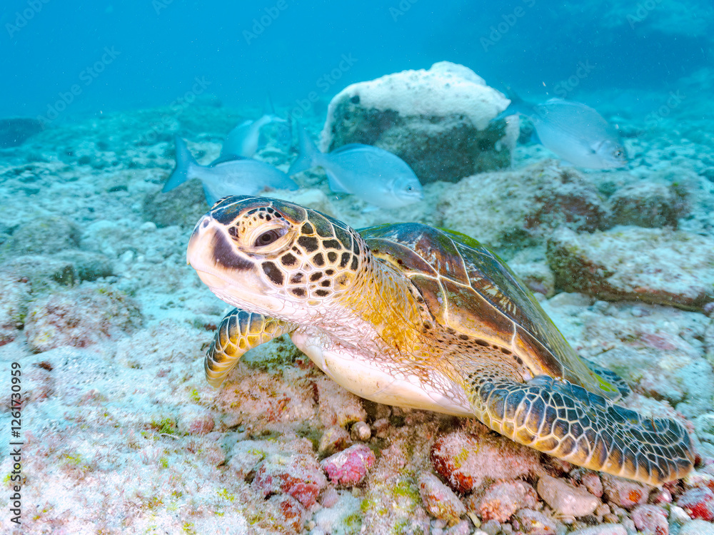 Obraz premium ゆったり泳ぐ美しく大きなアオウミガメ（ウミガメ科）。 英名学名：green sea turtle (Chelonia mydas) 美しいイスズミ（イスズミ科）の群れ他。 英名学名：Brassy Chub, Kyphosus vaigiensis 東京都伊豆諸島式根島-2024 