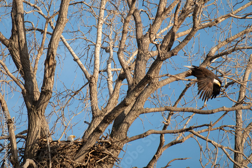 Bald Eagle flying from a nest
