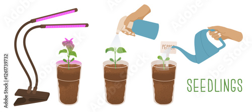 Glasses with soil and pepper sprouts at different stages of growth. Lighting with a special ultraviolet lamp, watering with a watering can and irrigation with a spray bottle. Vector illustration.
