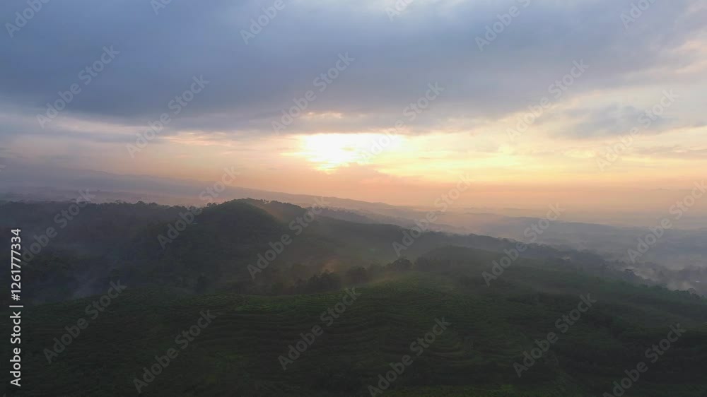 Drone view of the forest and trees during the golden hour in the morning with soft sunlight and morning mist Drone view of the forest and trees during the golden hour in the morning with soft sunlight and morning mist