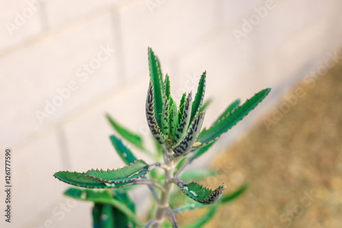 Closeup of Kalanhoe also known as Alligator plant in warm Arizona winter, Shallow Depth of Field
 photo