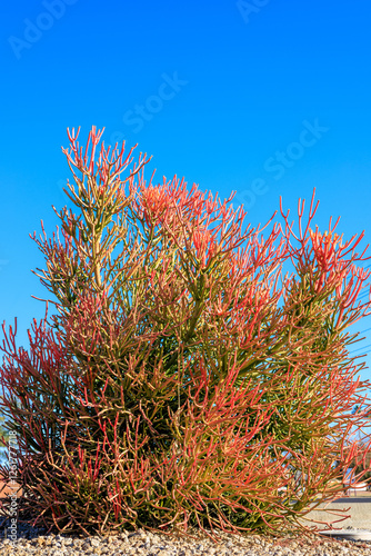 Desert native succulent Euphorbia Tirucalli also known as Sticks on Fire, decorating xeriscaped residential streets of Phoenix, Arizona in winter photo