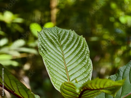 mitragyna speciosa leaves in the morning photo