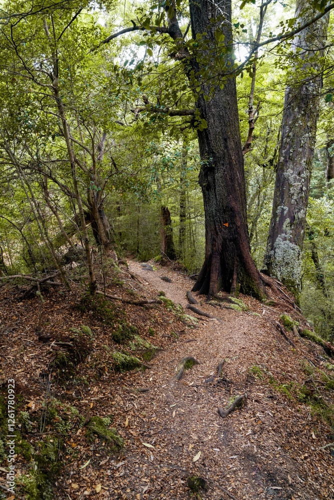 Forest trail winds through towering trees, marked by an orange trail marker. Nature's path. , Lake Waikaremoana Track, Hawkes Bay, New Zealand Forest trail winds through towering trees, marked by an orange trail marker. Nature's path. , Lake Waikaremoana Track, Hawkes Bay, New Zealand
