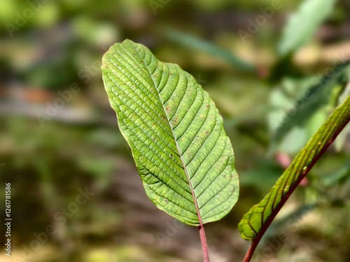 mitragyna speciosa leaves in the morning photo