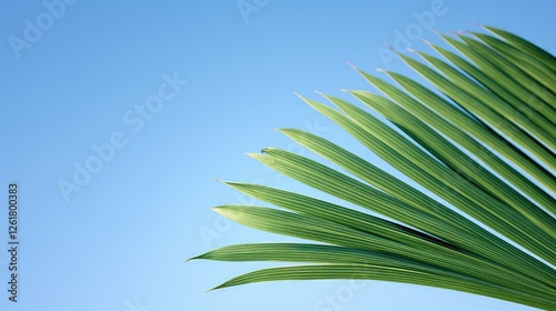 palm e leaf photo