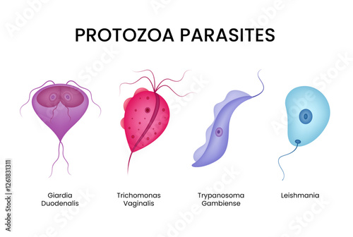 Types of Protozoa Parasites in Intestines