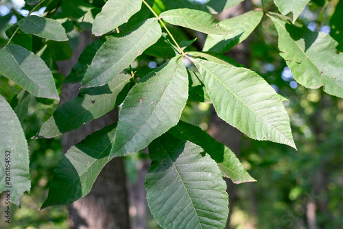 Bitternut Hickory Leaf