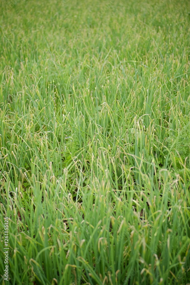 Obraz premium vertical photo of leek plants