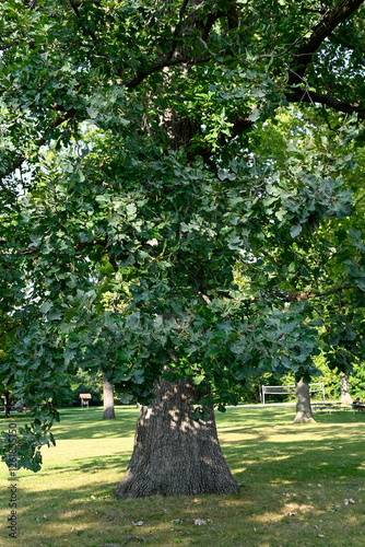Bur Oak Tree