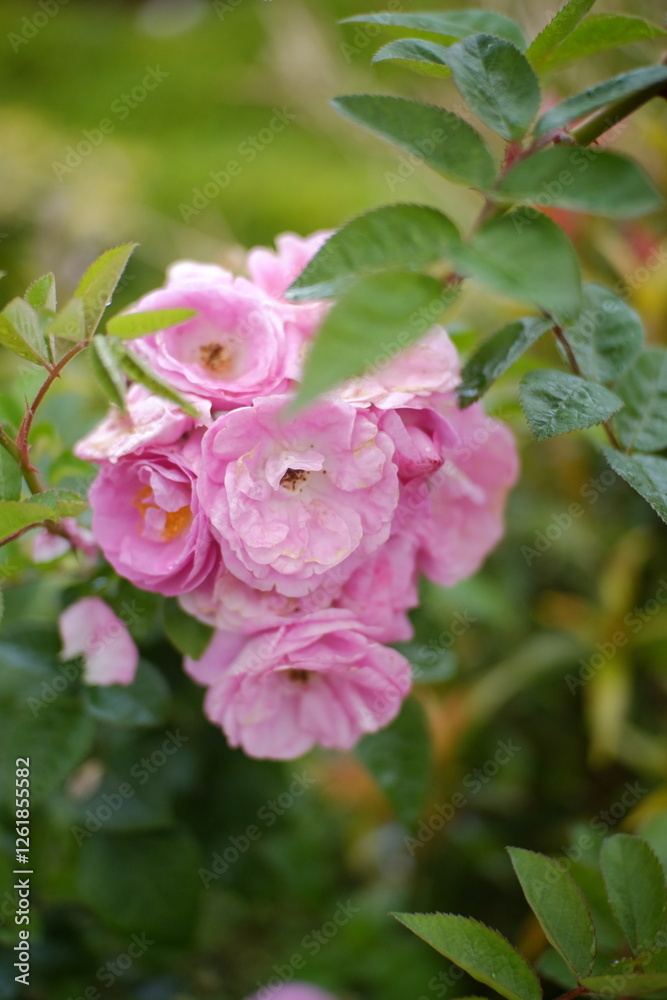 close up photo of pink garden rose flowers close up photo of pink garden rose flowers