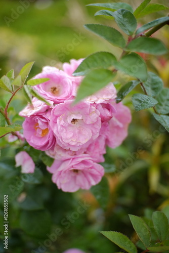 Fototapeta Naklejka Na Ścianę i Meble -  close up photo of pink garden rose flowers