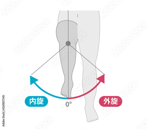 股関節の可動域　内転と外転
