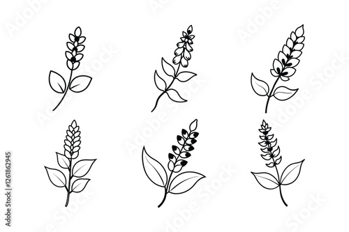 False Indigo (Amorpha fruticosa) line art vector illustration