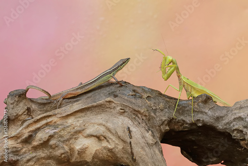 A common sun skink (Mabouya multifasciata) is ready to fight with a green praying mantis (Hierodula sp) for territory. photo