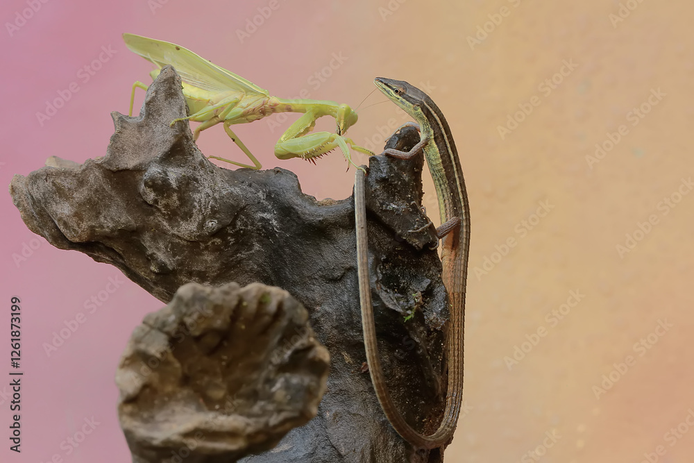 Fototapeta premium A common sun skink (Mabouya multifasciata) is ready to fight with a green praying mantis (Hierodula sp) for territory.