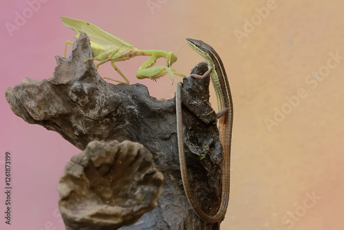 A common sun skink (Mabouya multifasciata) is ready to fight with a green praying mantis (Hierodula sp) for territory. photo