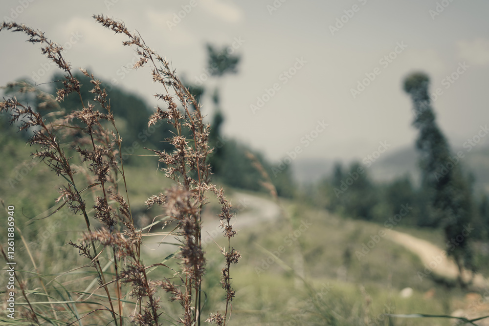 Obraz premium dry grass in winter image