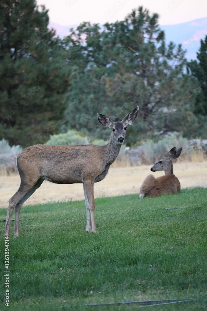 Deer in wildlife