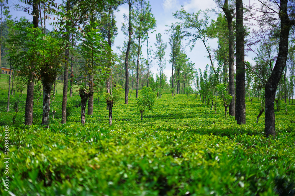 Obraz premium green field and tea trees