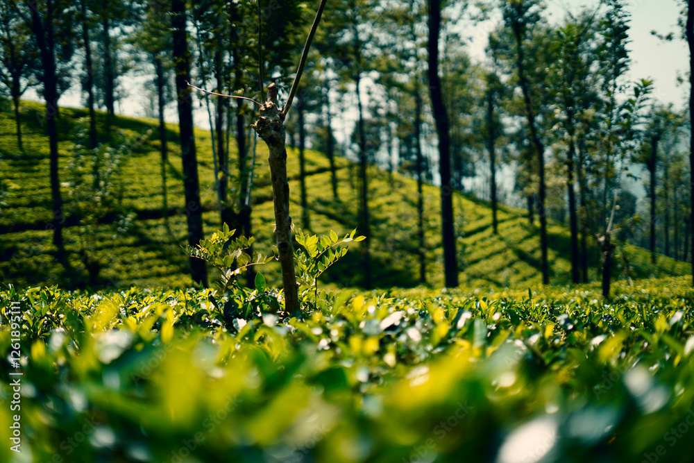 Obraz premium field of green tea