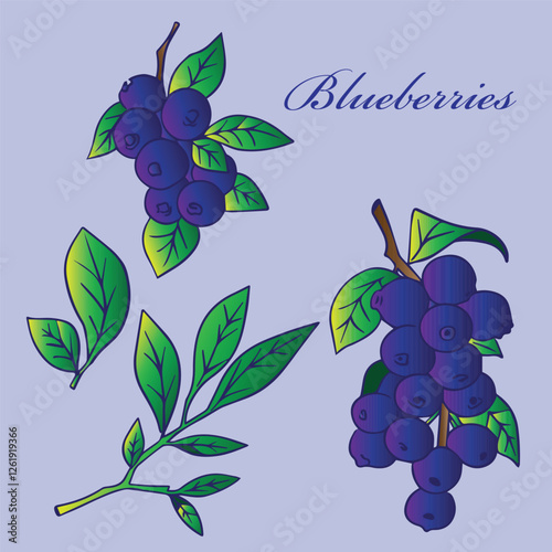 Blue berry packaging design templates with leaves and blueberries calligraphy realistic style vector illustration set on light purple background 