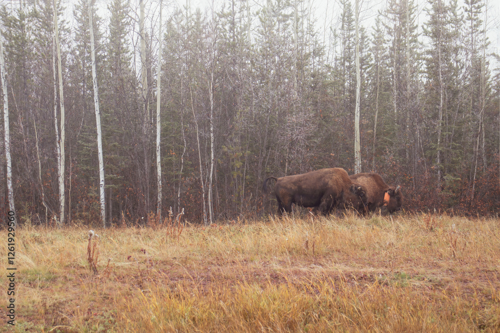 Bison eating in front of trees along a highway in Canada. Bison eating in front of trees along a highway in Canada.