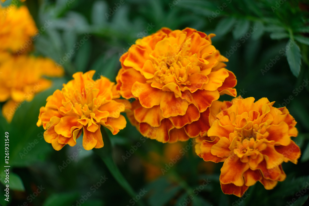 Marigolds, flowers and buds close-up Marigolds, flowers and buds close-up