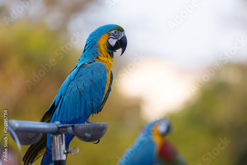 A vibrant blue-and-yellow macaw perches on a metal stand, showcasing its striking plumage