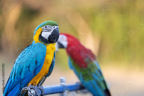 A vibrant blue-and-yellow macaw perches on a metal stand, showcasing its striking plumage.