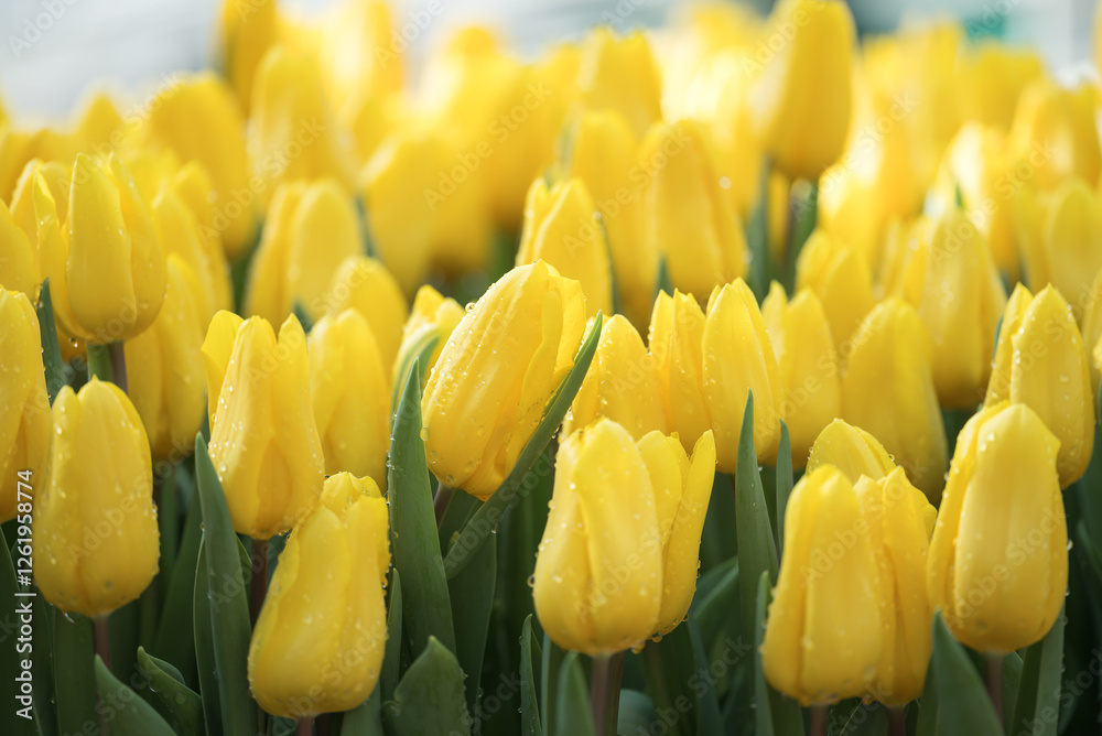 Obraz premium Yellow tulips blooming at ornamental garden in spring time, Flower background