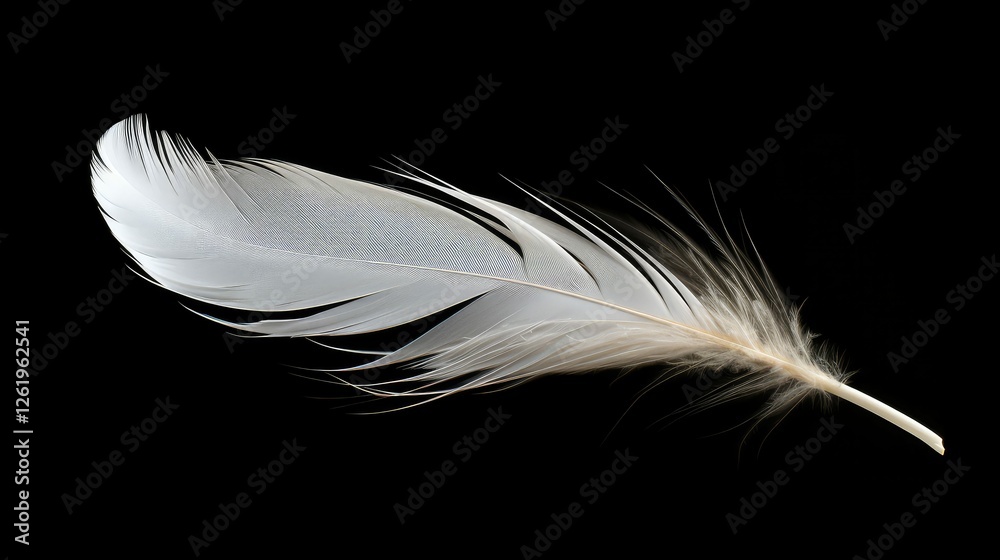 Obraz premium grace white feathers black background
