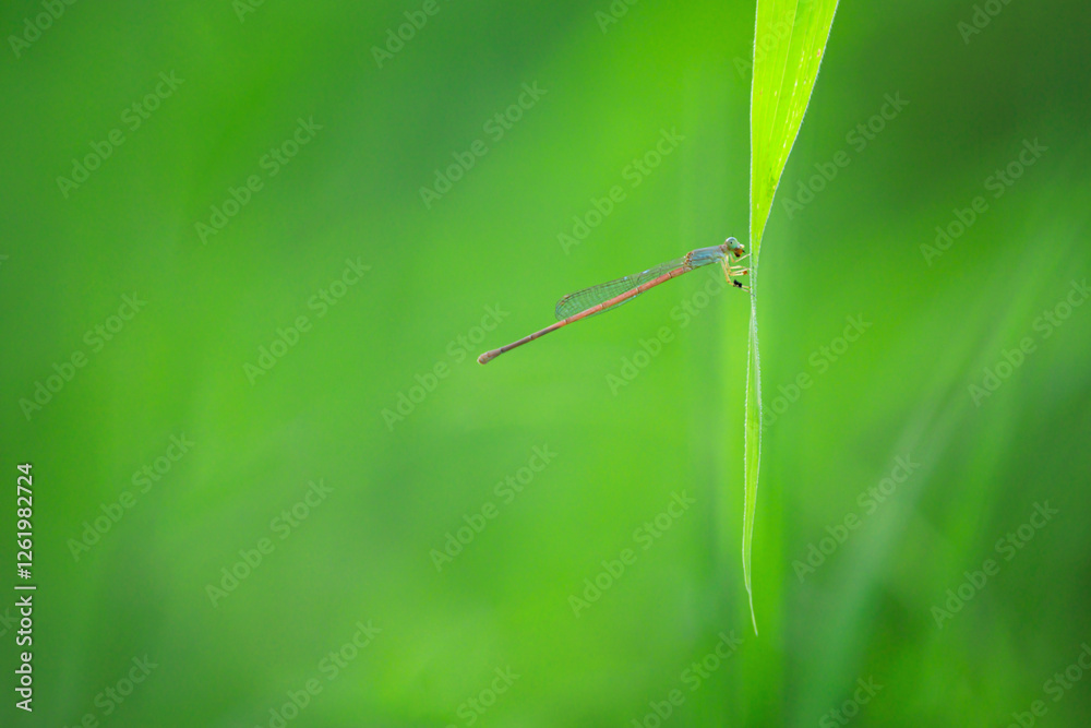 Needle dragonfly sitting on green leaf, Close up of dragonfly Needle dragonfly sitting on green leaf, Close up of dragonfly