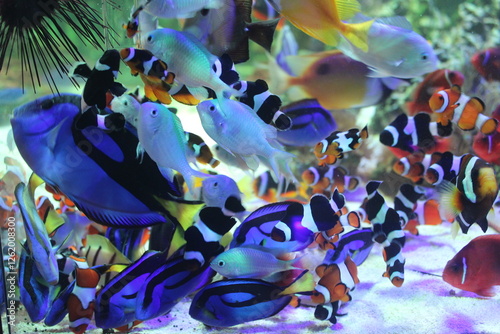 Tropical fish in aquarium