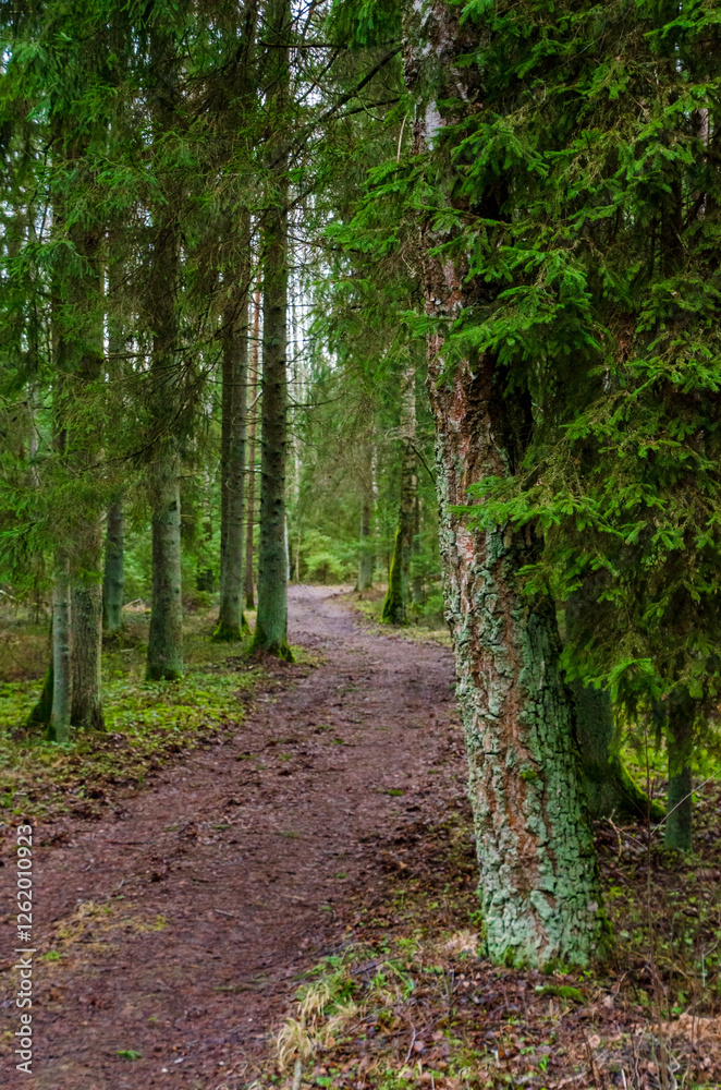 Fototapeta premium Narrow dirt path winding through a dense forest with early spring foliage. A quiet forest trail, soft natural light, earthy textures, peaceful atmosphere, slightly overgrown, framed by evergreen trees