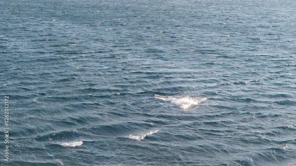 Ocean surface with a Ballena-franca-austral spouting water in the distance, Golfo Nuevo, Puerto Madryn, Argentina. Ocean surface with a Ballena-franca-austral spouting water in the distance, Golfo Nuevo, Puerto Madryn, Argentina.