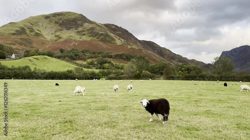 Cute black lamb grazing with other sheep in scenic landscape of Lake District photo