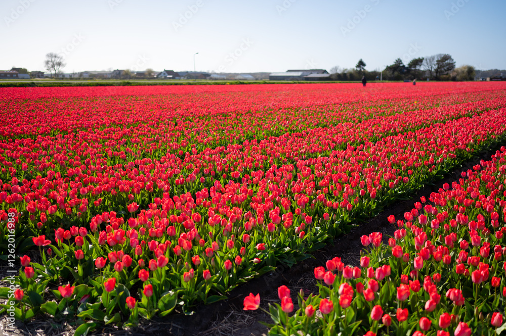knalliges Tulpenfeld knalliges Tulpenfeld