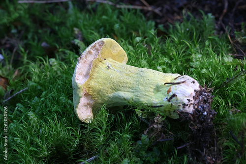 Hypomyces luteovirens, a parasitic ascomycete enveloping various species of brittlegills with yellow crust, wild mushrooms from Finland photo