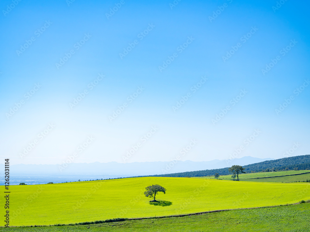 Obraz premium 青い空と牧草地、上士幌町、北海道、日本