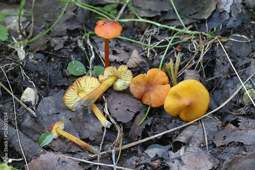 Hygrocybe conica, known as the  blackening waxcap, witch's hat, conical wax cap or conical slimy cap, mushroom from Finland photo