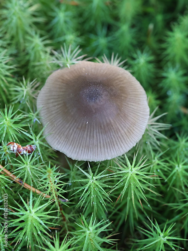 Entoloma conferendum, commonly known as star pinkgill, mushroom from Finland photo