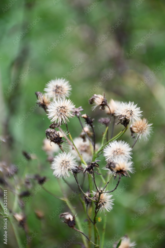 Dry flower with fluff close-up on green background
Dry flower with fluff close-up on green background